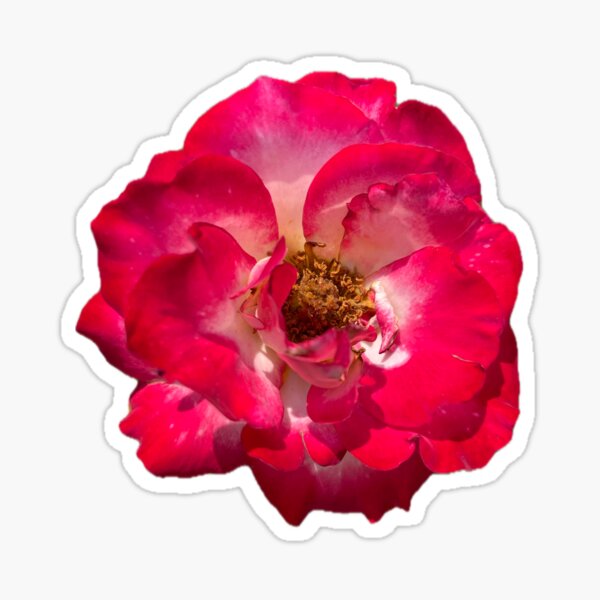 Item preview, Red Hybrid Tea Rose designed and sold by Shannon Greve.