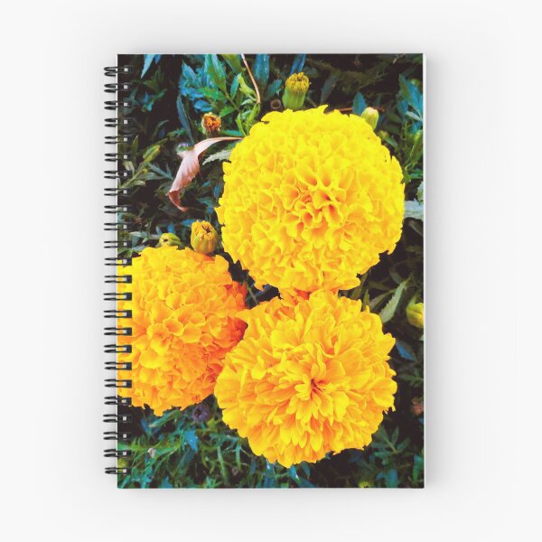 Item preview, Marigold Study  designed and sold by Robert Meyers-Lussier.