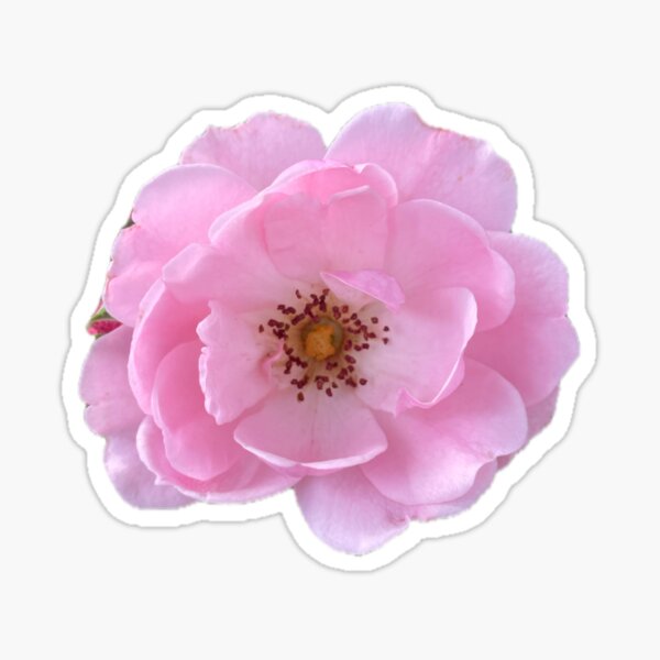 Item preview, Pink China Rose designed and sold by Shannon Greve.