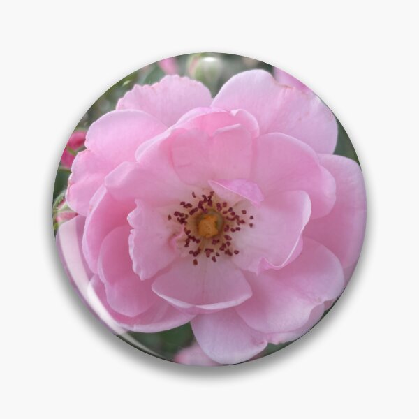 Item preview, Pink China Rose Photograph designed and sold by Shannon Greve.