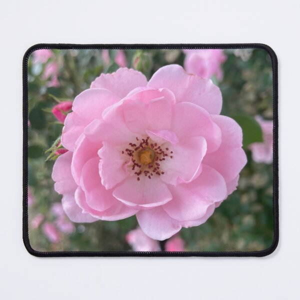 Item preview, Pink China Rose Photograph designed and sold by Shannon Greve.