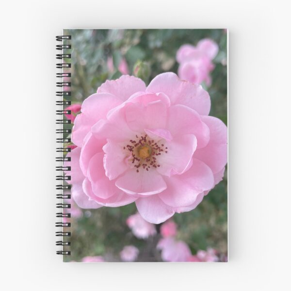Item preview, Pink China Rose Photograph designed and sold by Shannon Greve.
