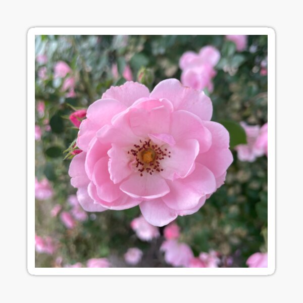 Item preview, Pink China Rose Photograph designed and sold by Shannon Greve.