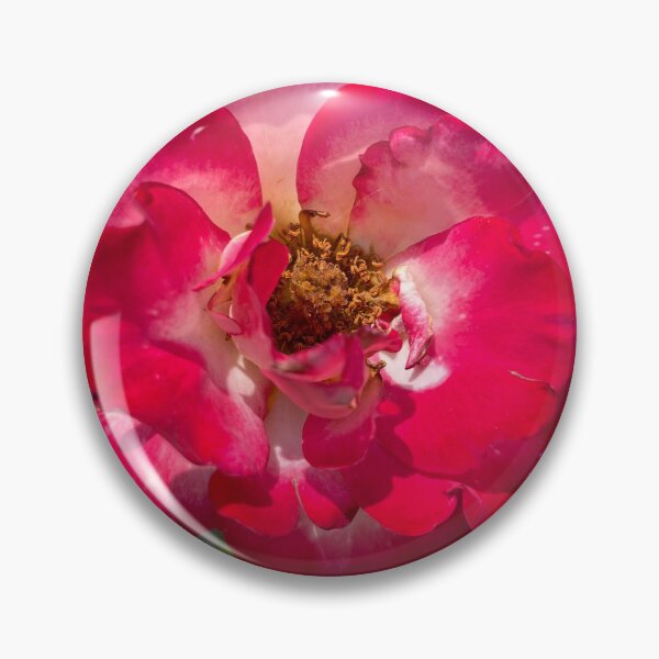 Item preview, Red Hybrid Tea Rose Photograph designed and sold by Shannon Greve.