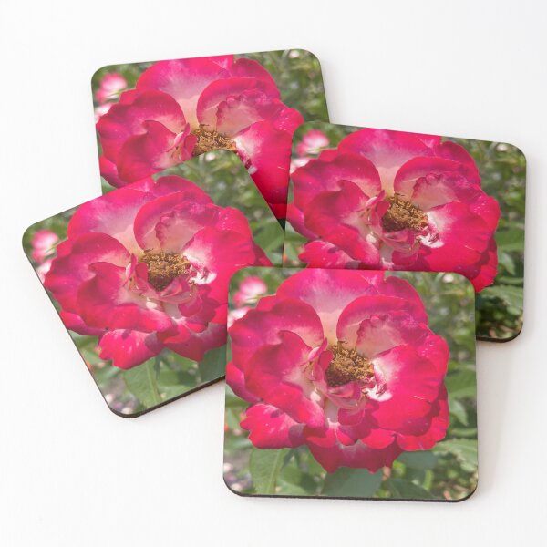 Item preview, Red Hybrid Tea Rose Photograph designed and sold by Shannon Greve.