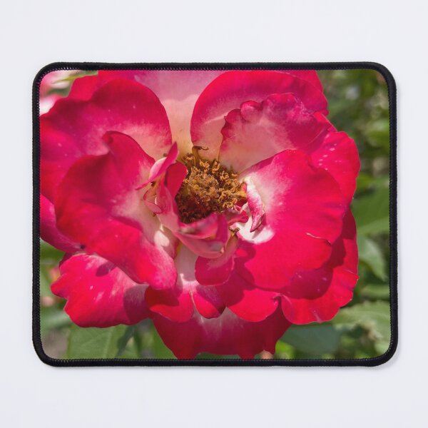Item preview, Red Hybrid Tea Rose Photograph designed and sold by Shannon Greve.