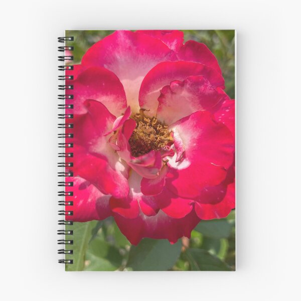 Item preview, Red Hybrid Tea Rose Photograph designed and sold by Shannon Greve.