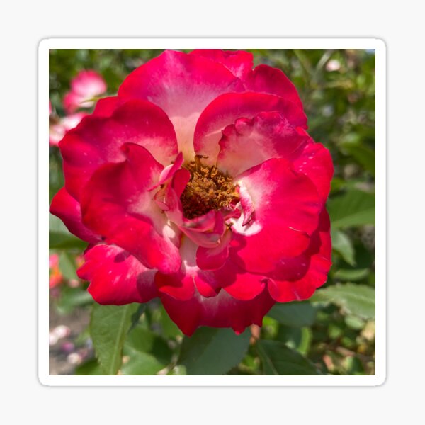 Item preview, Red Hybrid Tea Rose Photograph designed and sold by Shannon Greve.