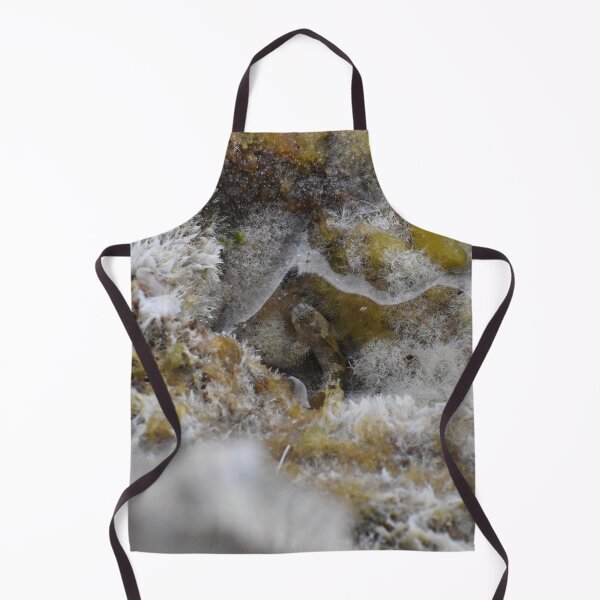 Item preview, Blenny fish in Cala Antena designed and sold by megjayne-photos.