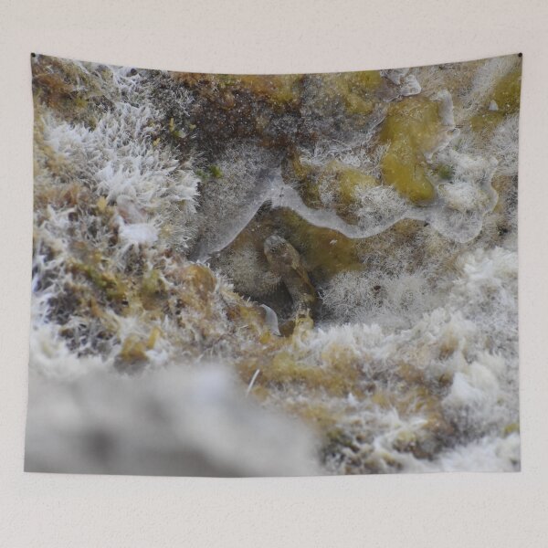 Item preview, Blenny fish in Cala Antena designed and sold by megjayne-photos.