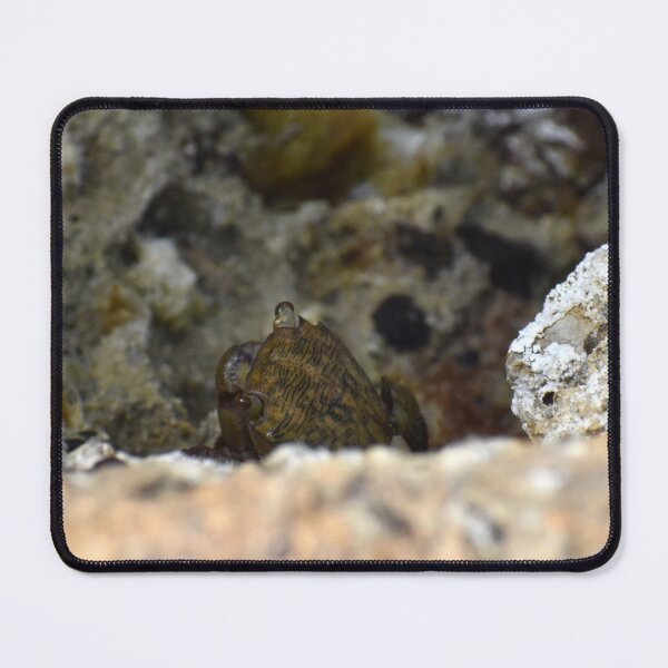 Item preview, Close Up of a Crab designed and sold by megjayne-photos.