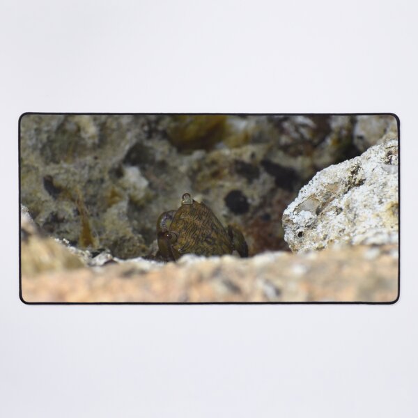 Item preview, Close Up of a Crab designed and sold by megjayne-photos.