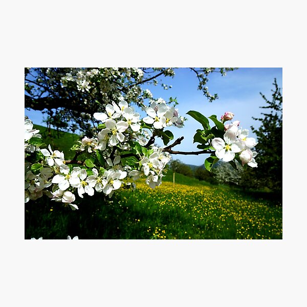 Item preview, apple tree designed and sold by nikawanders.