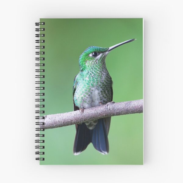 Item preview, Female Green-crowned Brilliant Hummingbird Costa Rica designed and sold by Clarkwurks Photography.