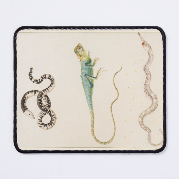 Item preview, South American Smallhead Worm Lizard, Iguana, and Pipefish by Maria Sibylla Merian designed and sold by Amanda1775.