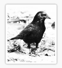 Scavenging Crow Sticker