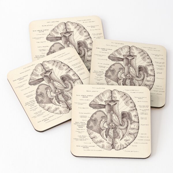 Item preview, brain anatomy designed and sold by RustandReverie.