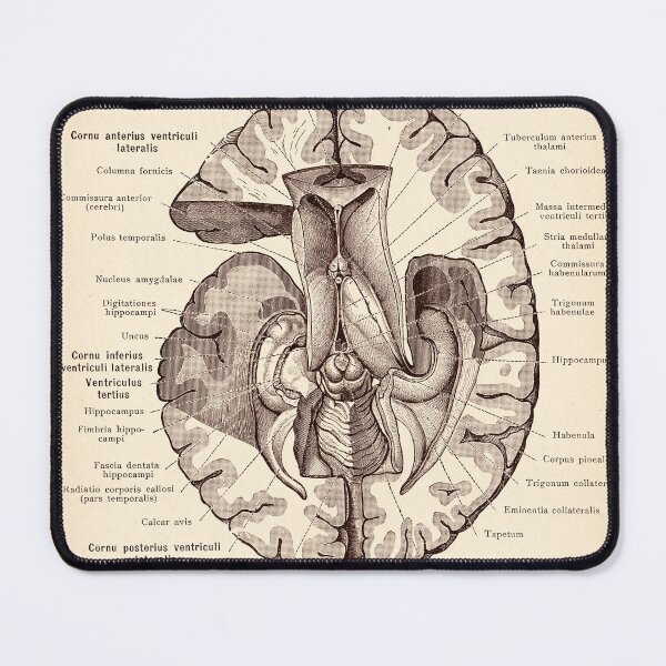 Item preview, brain anatomy designed and sold by RustandReverie.