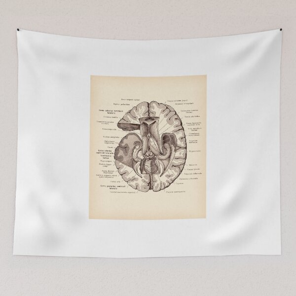 Item preview, brain anatomy designed and sold by RustandReverie.