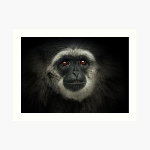 Silvery Gibbon Art Print