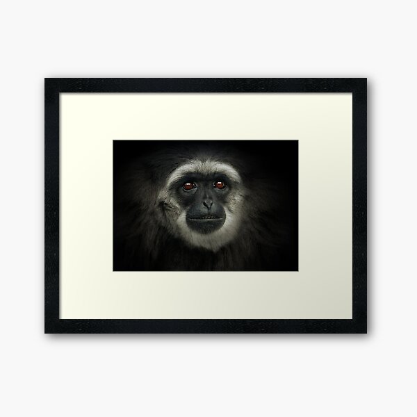 Silvery Gibbon Framed Art Print