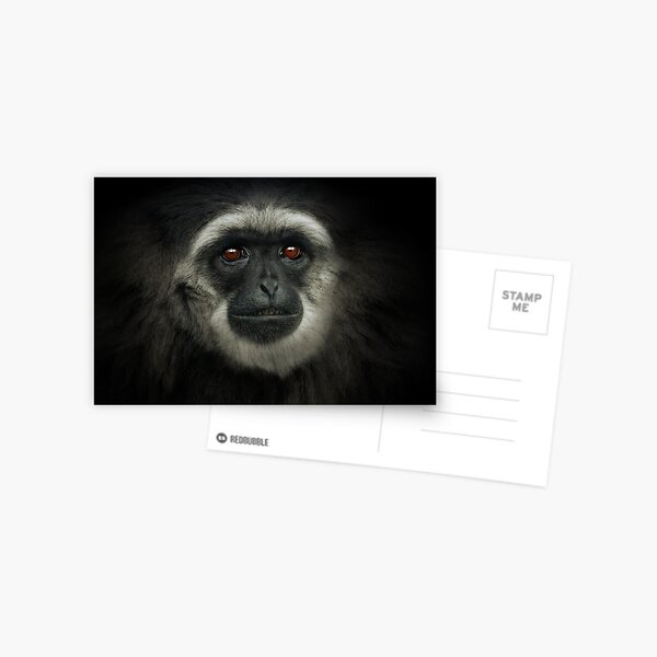 Silvery Gibbon Postcard