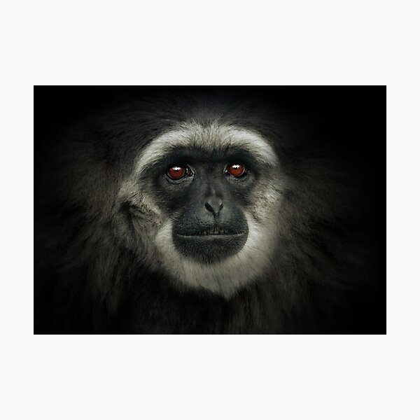 Silvery Gibbon Photographic Print