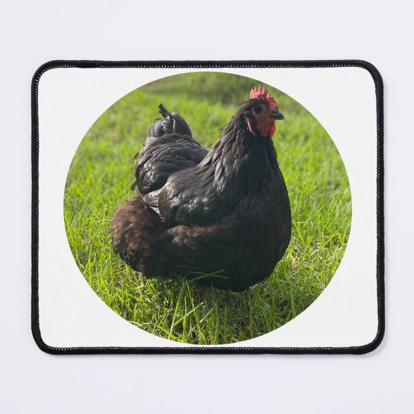 Item preview, Black Hen designed and sold by Evocative1.