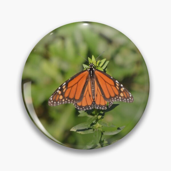 Item preview, Beautiful Orange Butterfly Sunbathing designed and sold by fundingafuture.