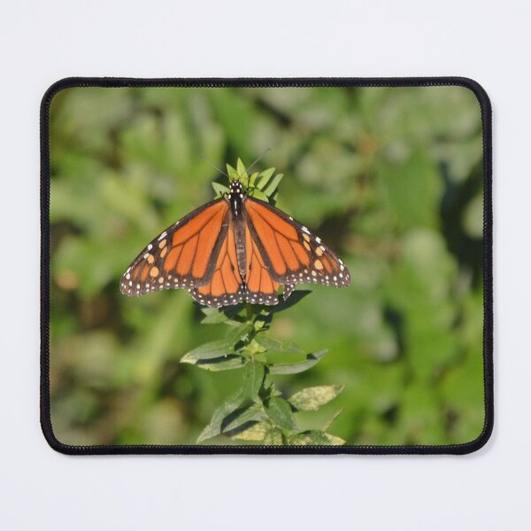 Item preview, Beautiful Orange Butterfly Sunbathing designed and sold by fundingafuture.
