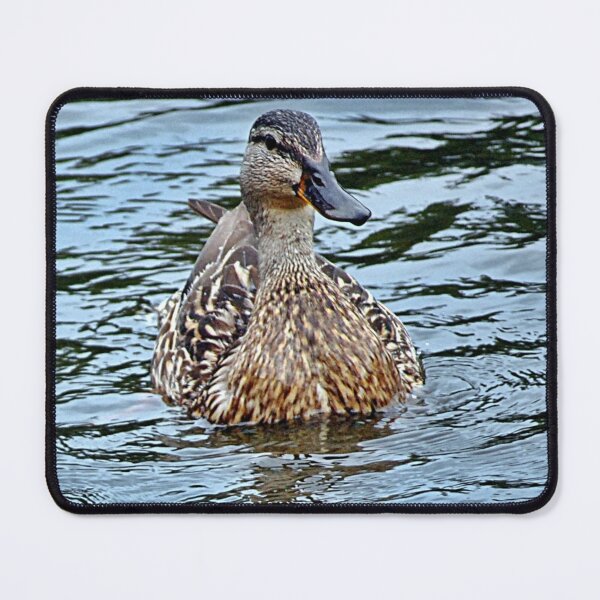 Item preview, Female Duck Enjoying the Water designed and sold by fundingafuture.