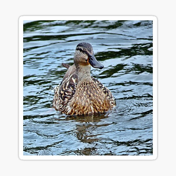 Item preview, Female Duck Enjoying the Water designed and sold by fundingafuture.