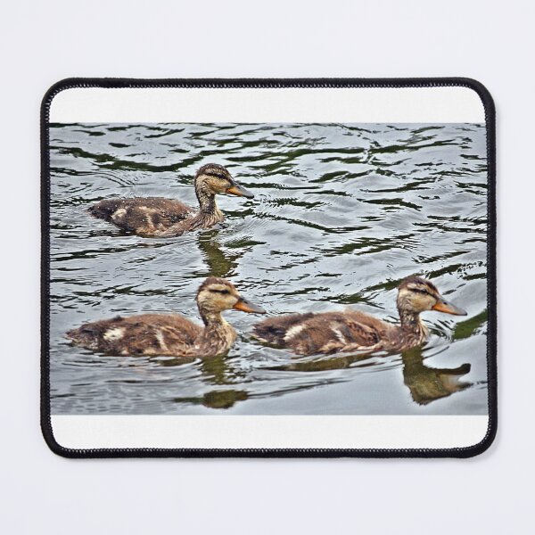 Item preview, Cute Ducklings out for a Swim designed and sold by fundingafuture.