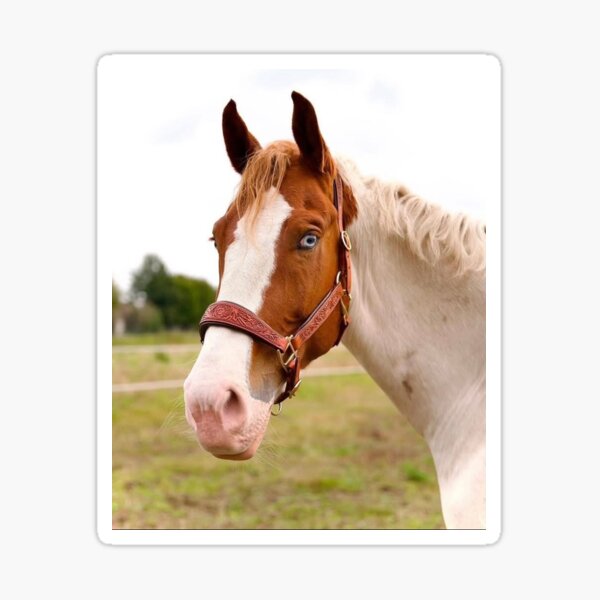 Aperçu de l'œuvre Cheval aux yeux bleus créée et vendue par sissymoon22.