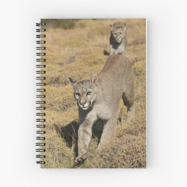 Artikelvorschau, Pumas in Patagonien entworfen und verkauft von lhowden.