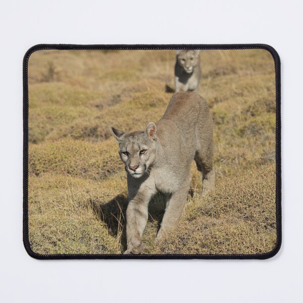 Item preview, Pumas in Patagonia  designed and sold by lhowden.