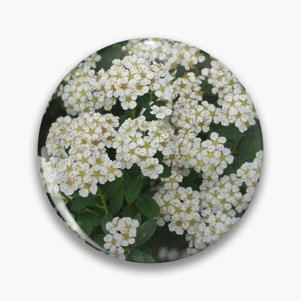 Item preview, Reeve's spiraea designed and sold by Sacbut.