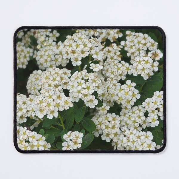 Item preview, Reeve's spiraea designed and sold by Sacbut.