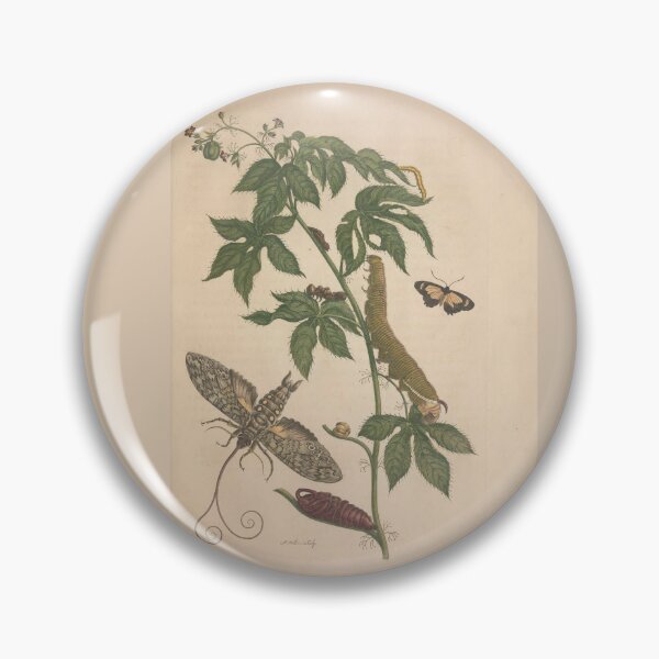 Item preview, Metamorphosis of Surinamese Insects by Maria Sibylla Merian  designed and sold by Amanda1775.