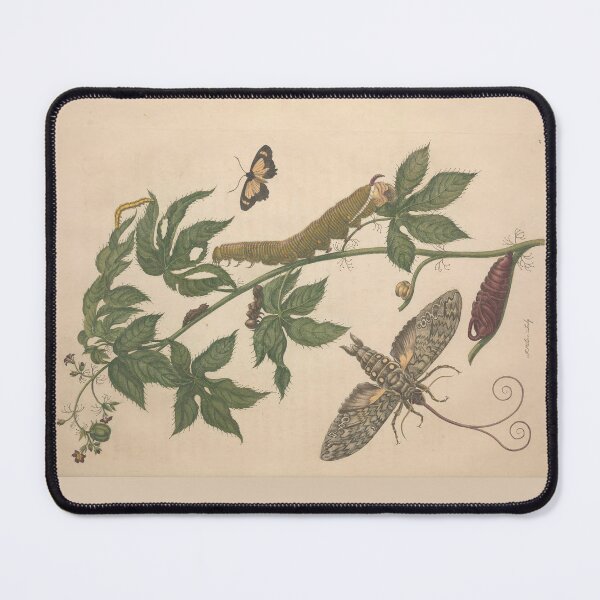 Item preview, Metamorphosis of Surinamese Insects by Maria Sibylla Merian  designed and sold by Amanda1775.