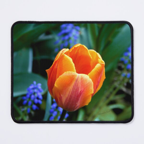 Item preview, Orange Tulip ~ You Light Up My Life designed and sold by SummerJade.