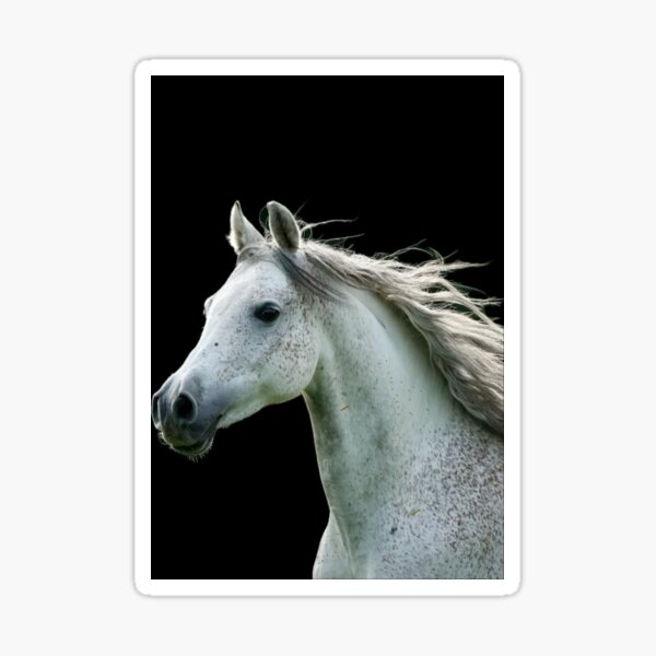 Aperçu de l'œuvre Cheval créée et vendue par sissymoon22.