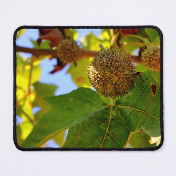 Item preview, Autumn fruit of the plane tree designed and sold by Ristridin1988.