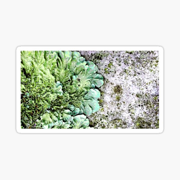Item preview, Original art Lichen landscape designed and sold by SueHolmArt.