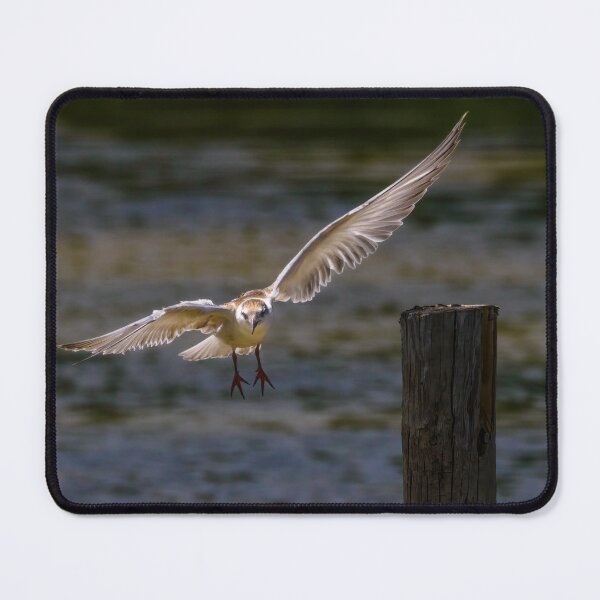 Item preview, Whiskered Tern 1 designed and sold by Ralph Goldsmith.