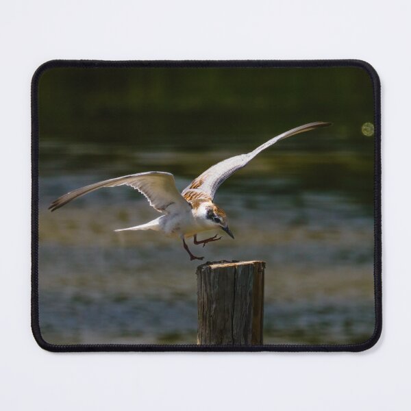 Item preview, Whiskered Tern 3 designed and sold by Ralph Goldsmith.