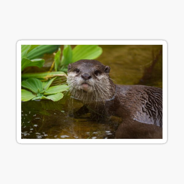 Aperçu de l'œuvre Une loutre contemple un étang paisible créée et vendue par rawshutterbug.