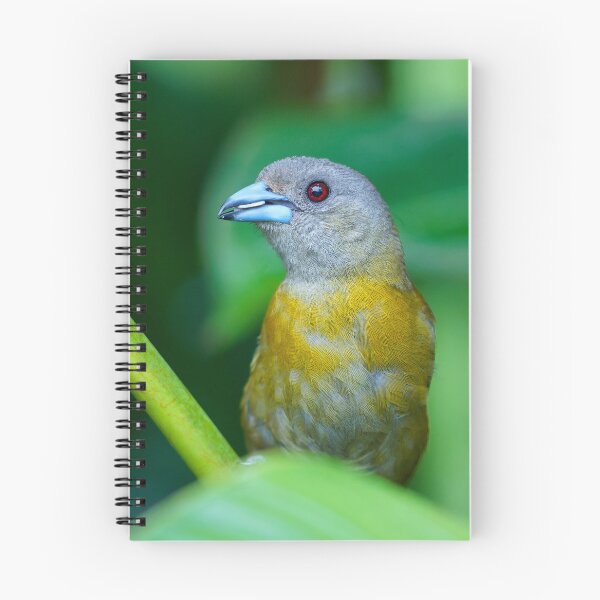 Item preview, Female Scarlet-rumped Tanager Costa Rica designed and sold by Clarkwurks Photography.
