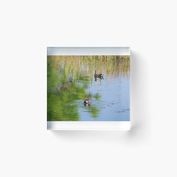 Item preview, Greylag Goose leisurely float in Hannah Parks Lake, Duval County, Florida artistic photograph designed and sold by Shannon Sears .