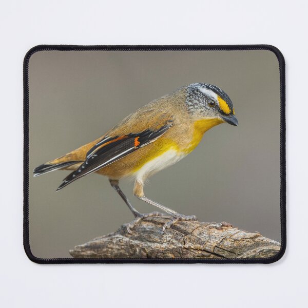 Item preview, Striated Pardalote designed and sold by Nick Vertsonis.